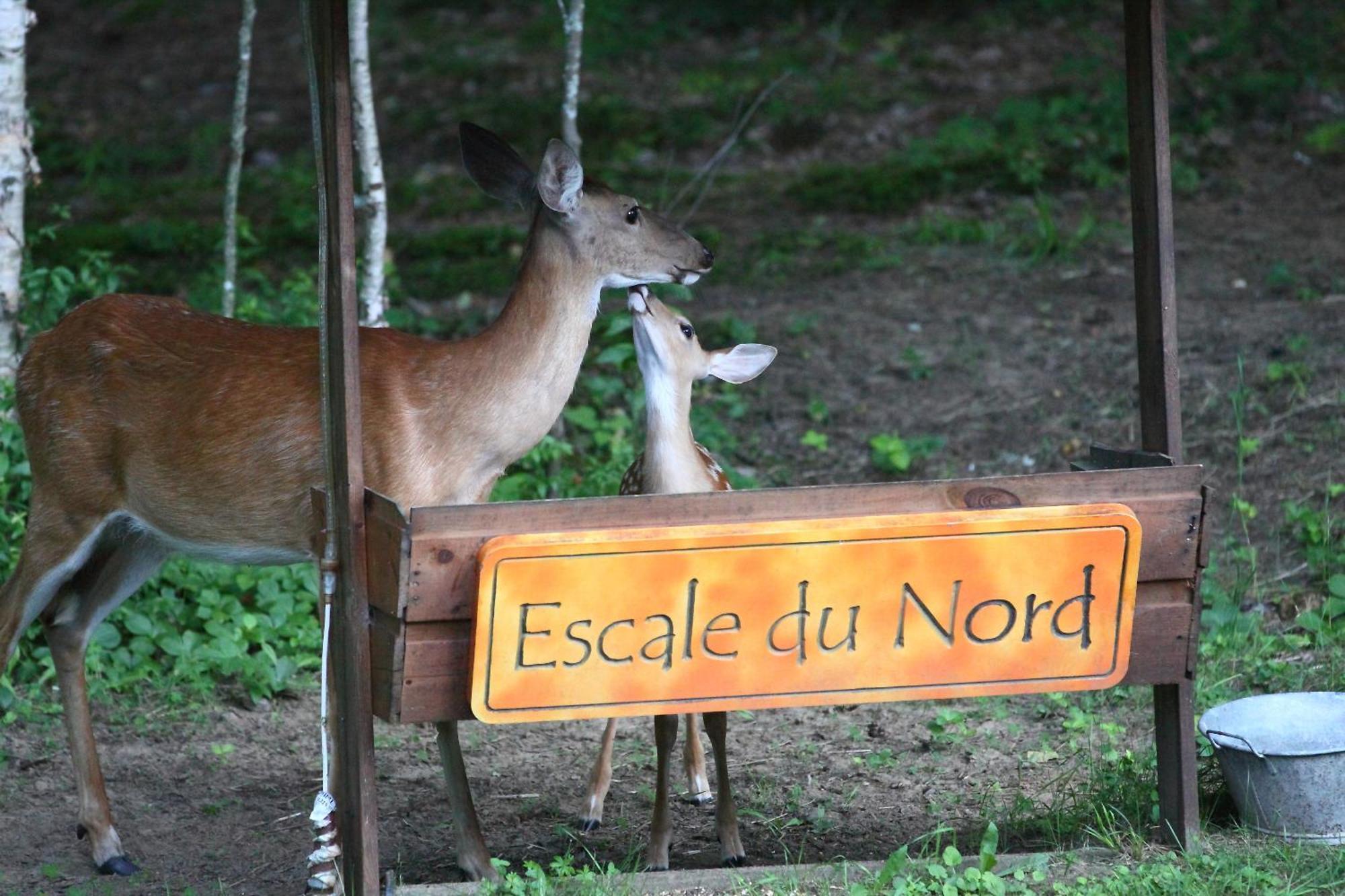 Bed and Breakfast Escale Du Nord Mont-Tremblant Exterior foto